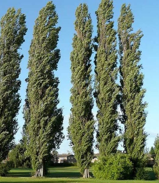 Populus nigra 'Italica' akcia